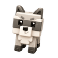 Raccoon